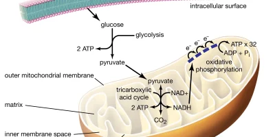 mitochondria atp mitochondria atp